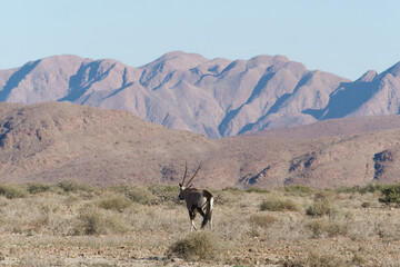 Scenic view of the Oryx gazella walking in front of the mountains in the Namib Naukluft National Park, Namibia