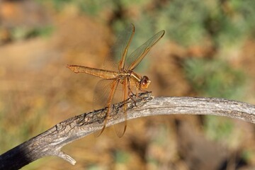 Fototapeta premium Red Skimmer dragonfly, Libellula saturata, on a twig in Arizona.