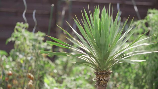 Yucca gloriosa var. recurvifolia (tristis)