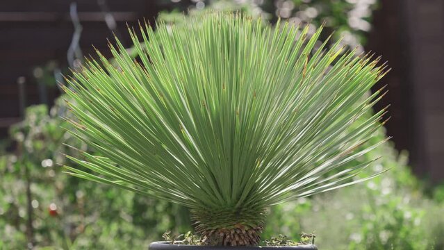 Yucca rostrata in the garden