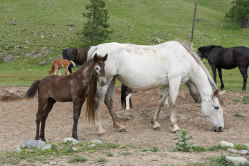 Horses and foal in the grassland of the Altai mountains