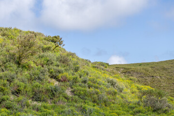 Dünen von Norderney