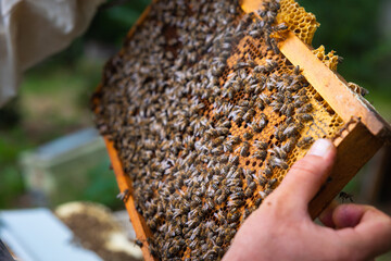Apiculture or honey production photo. A honeycomb frame on the beekeeper's hands