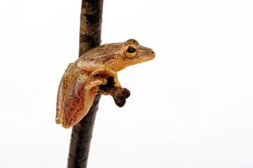 Reed Frog // Riedfrosch (Hyperolius sp.) - East Africa