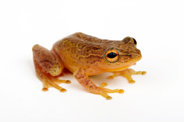 Reed Frog // Riedfrosch (Hyperolius sp.) - East Africa