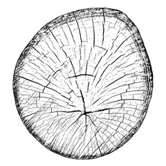 Wood texture cross section of tree rings. Cut slice of wooden stump isolated on white. Textured surface with rings and cracks. Black background made of hardwood from the forest. Vector illustration.