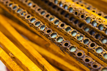 Bee queen cells full with royal jellies in focus.