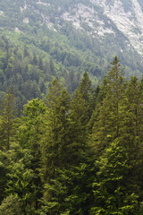 Wald im Hochgebirge