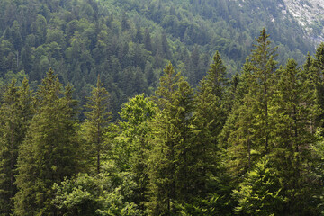 Wald im Hochgebirge