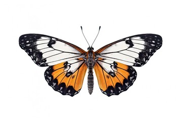 Obraz premium Closeup of captivating butterfly in vibrant hues. Detailed elegance on white background isolated