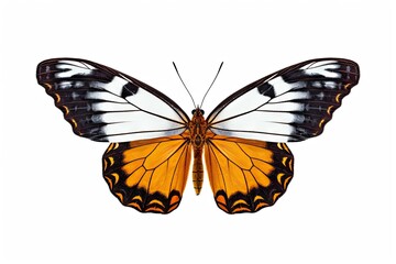 Closeup of captivating butterfly in vibrant hues. Detailed elegance on white background isolated