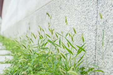 Setaria viridis is a species of grass, green foxtail, green bristlegrass, and wild foxtail millet.   South Korea, Seoul, Sejongno, Gyeongbokgung

