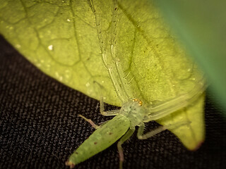 Lyssomanes viridis, commonly known as the magnolia green jumper, is a species of jumping spider of the genus Lyssomanes.