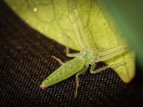 Lyssomanes viridis, commonly known as the magnolia green jumper, is a species of jumping spider of the genus Lyssomanes.