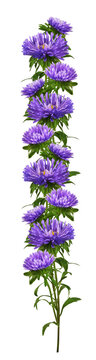 recommend clip art: Purple aster flowers in a floral line arrangement isolated on white or transprent background