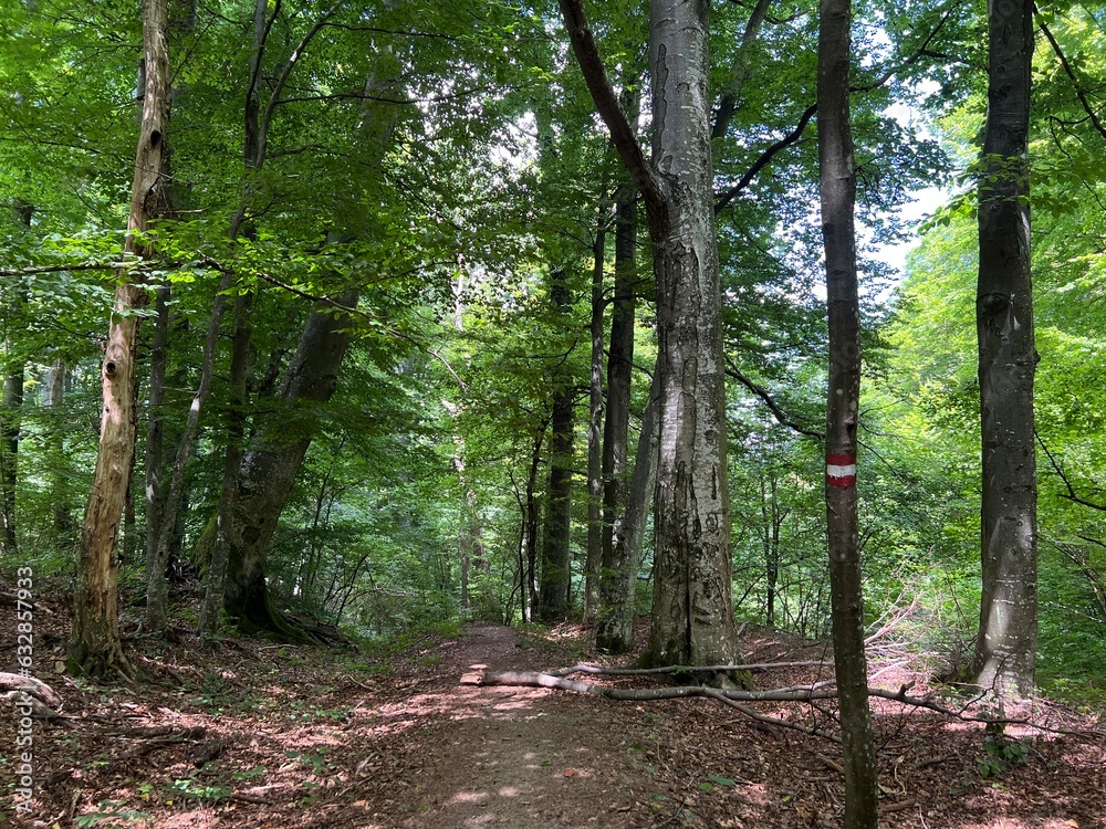 Wall mural walking and hiking trails in the forest park jankovac or count's educational trail in jankovac - pap