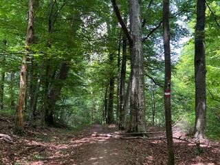 Obraz premium Walking and hiking trails in the forest park Jankovac or Count's educational trail in Jankovac - Papuk nature park, Croatia (Grofova poučna staza na Jankovcu - Park prirode Papuk, Hrvatska)