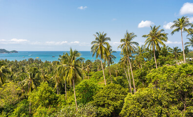 Fototapeta na wymiar Tropical coconut palms and view on sea on tropical Koh Tao island in Thailand. Scenic travel destination and beautiful exotic asian nature and place for relax and recreation