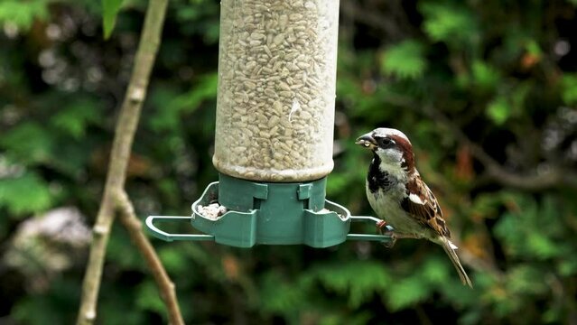 Male House Sparrow feeding on sunflower seeds. Binomial - Passer Domesticus