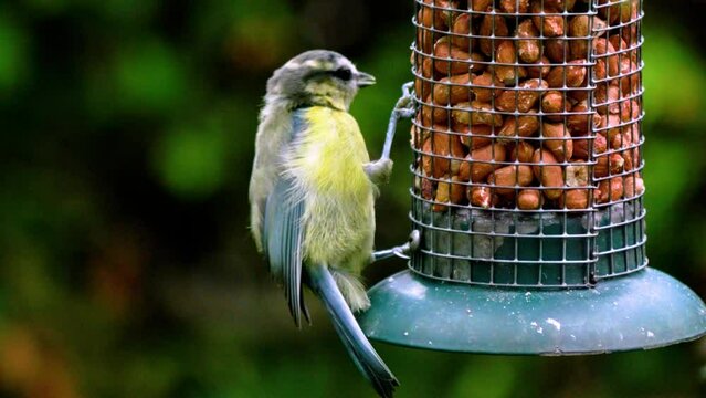 Young Blue Tit feeding on peanuts. Binomial - Parus Caeruleus
