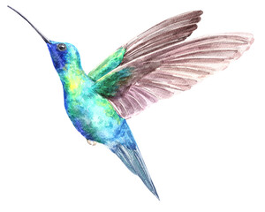 Obraz premium Hummingbird in flight realistic animal illumination.