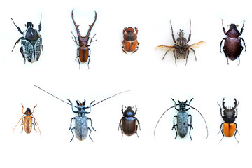 Fulgora laternaria spread is common in Central and South America, Mexico.