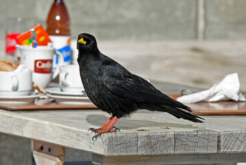 Chocard à bec jaune,.Pyrrhocorax graculus, Alpine Chough, animal en ville