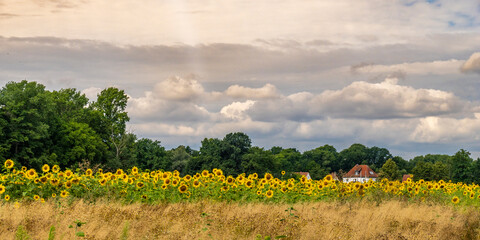 Sonnenblumenfeld im Biosphärenreservat Oberlausitzer Heide- und Teichlandschaft