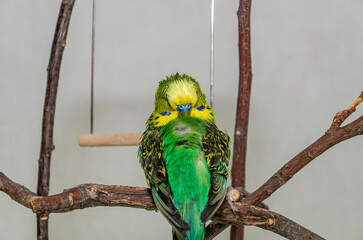 A cute green budgie sits on a house plant and cleans its feathers