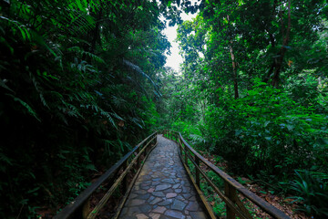 Green Pathway in the Deep Forest of the Guadeloupe Island, Caribbean islands