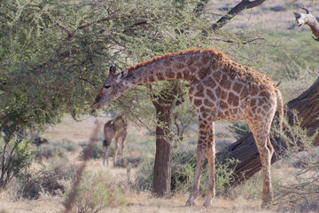 Close-up photo of a cute giraffe eating leaves in Namib-Naukluft Park, Namibia