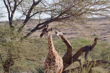 Portrait of a cute giraffe in Namib-Naukluft Park, Namibia