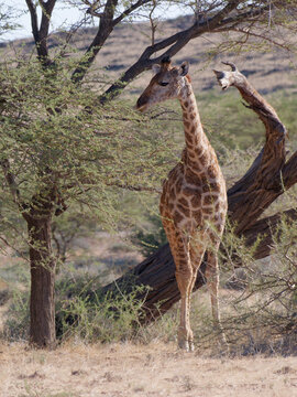 Vertical photo of a cute giraffe in Namib-Naukluft Park, Namibia