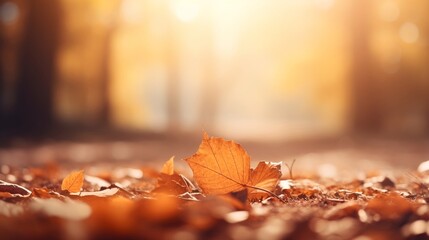 Naklejka na ściany i meble Boden der Jahreszeit: Herbstblätter im sanften Goldlicht