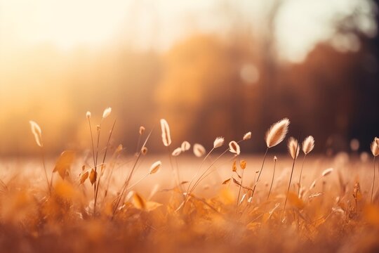 Goldener Augenblick: Nahaufnahme eines Weizenfeldes im Sp&auml;tsommer