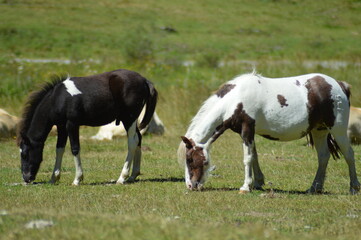 cheval en libert&eacute; - Lac d'Estaing