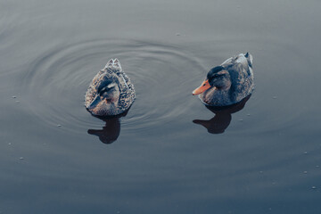Deux canards sur lac