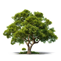 Image of gustavia tree on white background. Nature. Illustration, Generative AI.