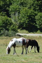Fototapeta premium cheval en liberté - Lac d'Estaing
