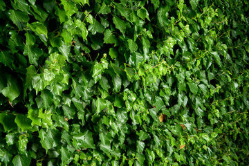 ivy on a wall