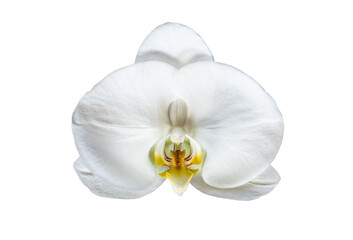 Fototapeta na wymiar White Phalaenopsis orchid flower isolated on white background.