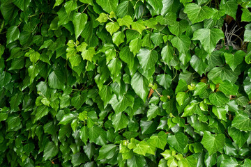 ivy on a wall