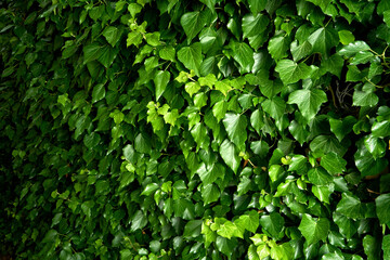 ivy on a wall