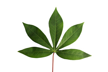 Obraz premium green leaves isolated on white background