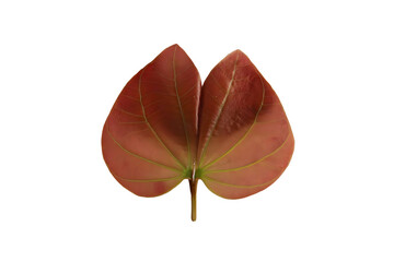 leaf isolated