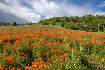 Extensive poppy fields in springtime in Italy