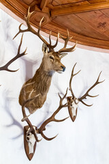 Buck head and antlers mounted on a wall