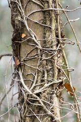 Picture of some trees in nature