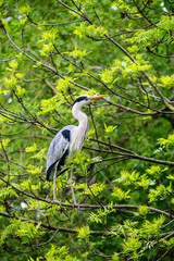 Grey heron