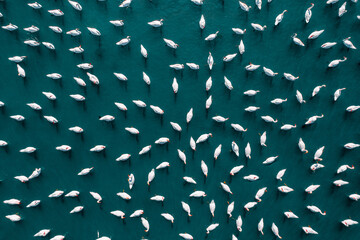 Aerial view of flock of swans - Powered by Adobe